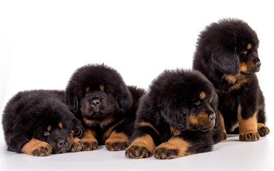 4k, Tibetan Mastiff, puppies, dogs, pets, fluffy puppy, Canis lupus familiaris, cute animals