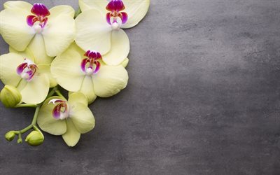 yellow orchid, tropical flowers, branch, gray background