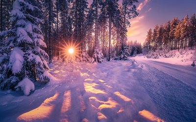 inverno, floresta, neve, p&#244;r do sol, noite, paisagem de inverno