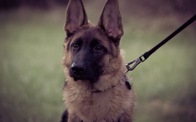 German Shepherd Dog, watchdog, portrait, pets, dogs