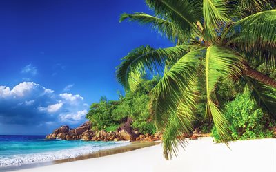 Maldives, tropical beach, sand, palm trees, tropics, ocean