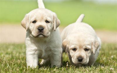 4k, labradors, puppies, golden retriever, cute dog, pets, small labrador, cute animals