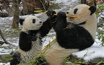 panda, winter, cute bear cubs, forest, wildlife, bears