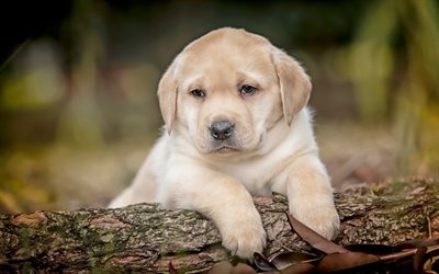 Labrador, puppy, cute little dog, golden retriever, dogs
