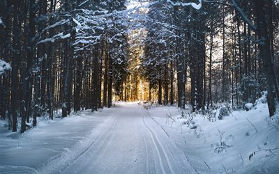 inverno, foresta, serata, neve, paesaggio, strada forestale