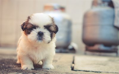 Shih Tzu, 4k, pets, puppy, cute animals, cute dog, Chrysanthemum Dog