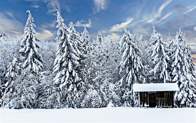 winter, snow-covered trees, forest, drifts, hut, beautiful nature, winter forest