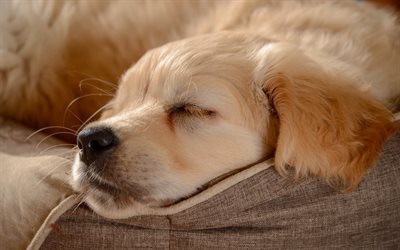 golden retriever, labrador, sleeping puppy, cute little dog, retriever, dogs