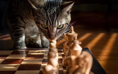 gato e xadrez, peças de xadrez de madeira, jogo de xadrez, gato cinza, xadrez, gato com olhos verdes