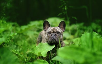 Fransız bulldog, k&#246;pek, yeşil &#231;im, k&#252;&#231;&#252;k k&#246;pek