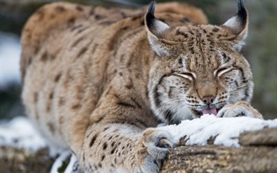 lynx, winter, wildlife, wild cat, snow