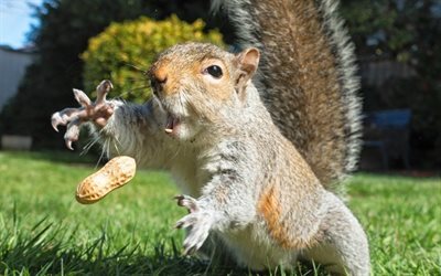 squirrel, lawn, peanut, funny animals, walnut, jump, rodent