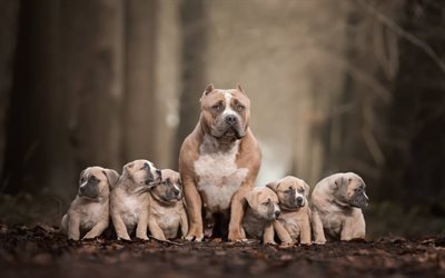 Pitbull Terrier, family, brown puppies, big dog, american pit bull terrier