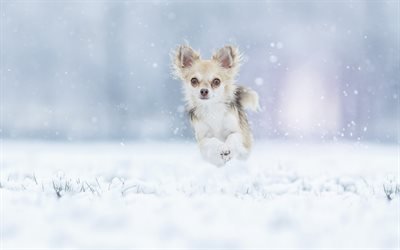 Chihuahua, winter, small dog, snow, running dog, domestic dogs, dog breeds