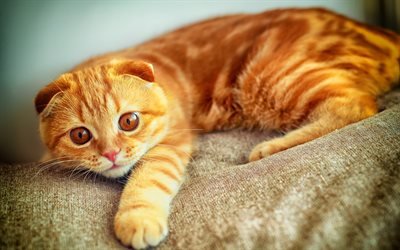 ginger cat, domestic pet, cats, cat breeds, British cat