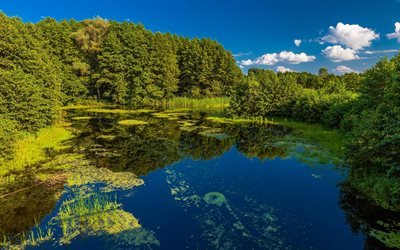 Ukraine, summer, pond, ukrainian nature, reeds, Europe