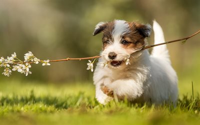 Jack Russell Terrier Dog, pets, dogs, puppy, running dog, cute animals, Jack Russell Terrier