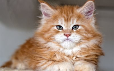 ginger fluffy kitten, cute animals, small cat, pets, cat breed