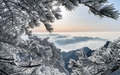 Huangshan, pinheiros, ramos, inverno, montanhas, China, &#193;sia