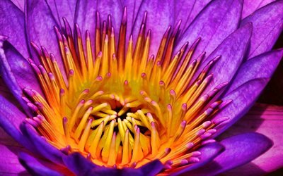 4k, loto p&#250;rpura, macro, flores de color p&#250;rpura, Nelumbo nucifera, lotus