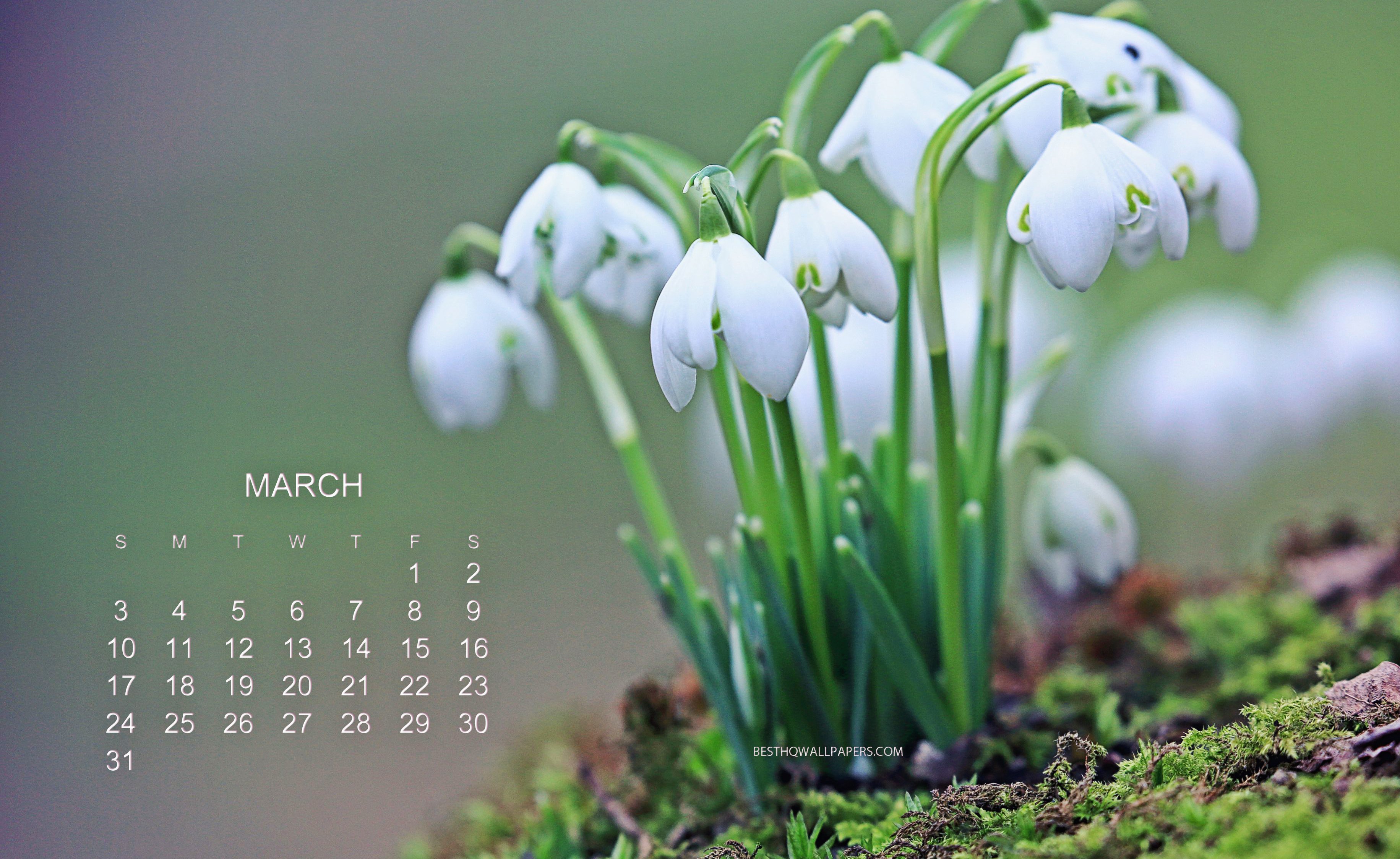 download-wallpapers-2019-march-calendar-snowdrops-green-background