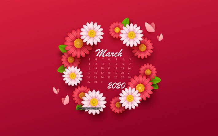 2020 m&#228;rz kalender, rosa fr&#252;hlings-blumen, roter hintergrund, m&#228;rz, 2020 fr&#252;hling-kalender, m&#228;rz 2020 kalender, 2020-konzepte