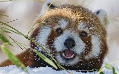 panda rosso, muso, zoo, neve, animali divertenti