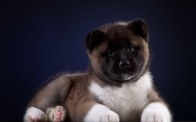 Akita Inu, a little fluffy puppy, cute animals, small dogs, gray puppy