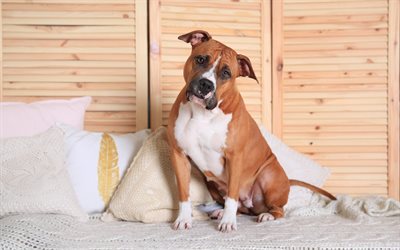 American Staffordshire Terrier, brownish white dog, pets, large dogs