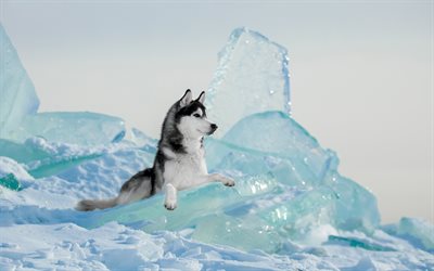 Husky, winter, north, big dog, ice, North Pole