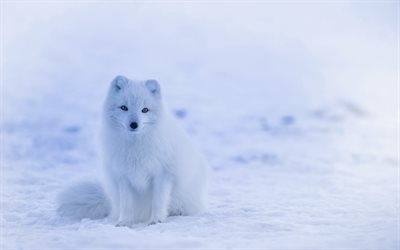 Arctic Fox, winter, snowdrifts, wildlife, Vulpes lagopus