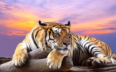 Tiger, sunset, wildlife, predator, big tiger, Africa