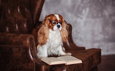 Cavalier King Charles Spaniel, pets, dogs, education concepts, spaniel, dog on the couch