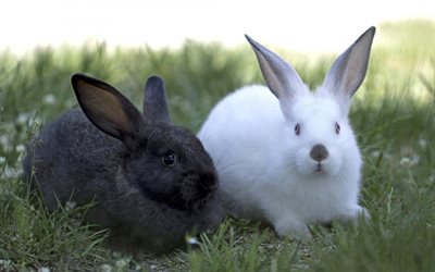 gray rabbit, cute animals, white rabbit, green grass, farm