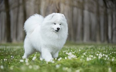 white fluffy dog, samoyed, green grass, friendly dogs, pets, white dog