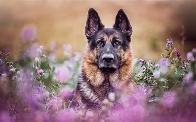 German Shepherd, bokeh, lawn, pets, cute animals, flowers, dogs, German Shepherd Dog