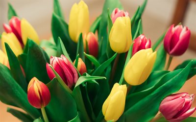 buqu&#234; de tulipas, vermelho tulipas amarelas, flores da primavera, buqu&#234; de flores do campo, tulipas