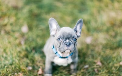 french bulldog, small gray puppy, cute little animals, small dog, pets