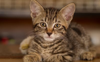 american shorthair cat, little kitty, cute animals, cats, gray eyes