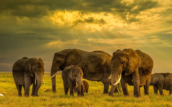 قطيع من الفيلة, عائلة الفيل, مساء, غروب الشمس, أفريقيا, الفيلة, الفيل الصغير