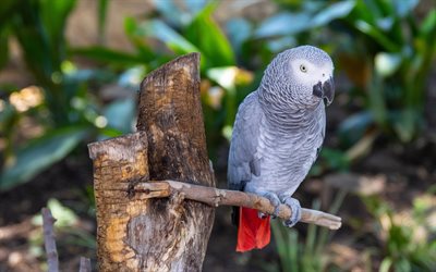 pappagallo grigio, uccelli grigi, pappagallo grigio africano del congo, pappagalli, africa, pappagallo grigio africano