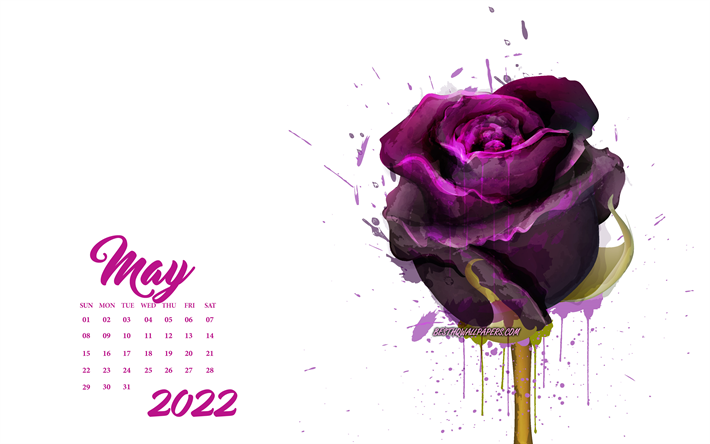 kalender mai 2022, 4к, kastanienbraune grunge-rose, fr&#252;hlingskalender 2022, konzepte 2022, rosen
