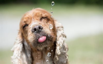パニエル, かわいい犬, 水, 犬