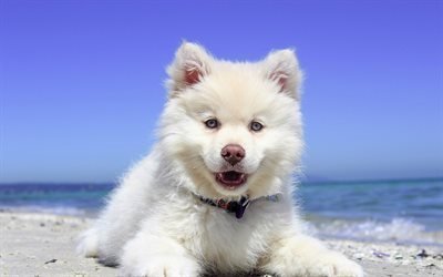 フィンランドのLapphund, 子犬, かわいい動物たち, 白い犬