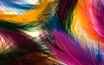 feathers textures, macro, feathers backgrounds, background with feathers, creative, colorful feathers, feathers patterns, colorful feathers background