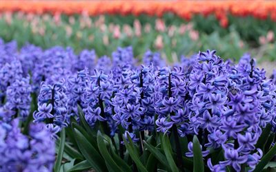 hyacinths, evening, sunset, purple spring flowers, spring, beautiful flowers