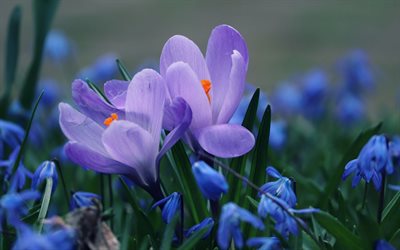 violeta do a&#231;afr&#227;o, macro, primavera, flores violeta, a&#231;afr&#227;o, close-up, bokeh, flores da primavera