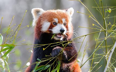 red panda, cute animals, wildlife, panda, tree, bears
