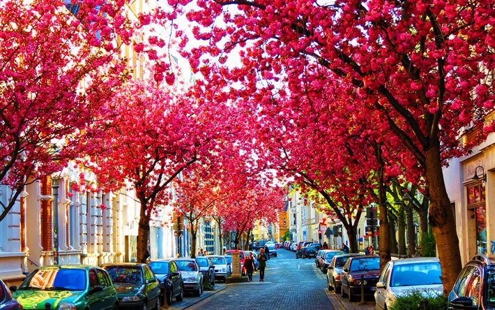 Bonn, sakura, primavera, citt&#224; tedesche, Europa, Germania, Citt&#224; della Germania, fiori di ciliegio, Bonn Germania, paesaggi urbani, HDR