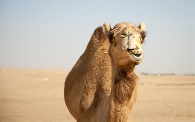 Camel, Africa, desert, wildlife